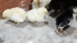 We are chicken with mother