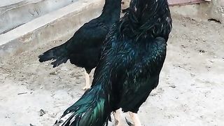 A beautiful pair of chicken