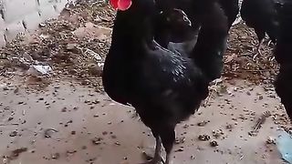 All black chicken