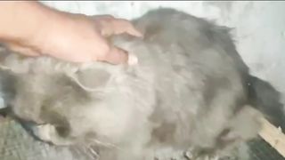 Breeder pair of cats