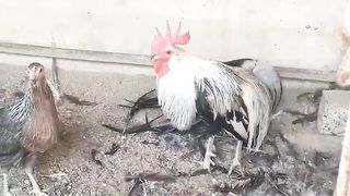 Long tail ll beautiful chicken