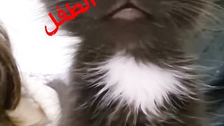 القط يقلد الطفل رائع