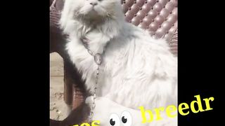 Blue eyes ll cat