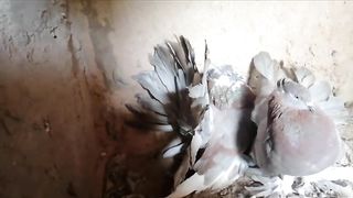 A pair of pigeons ll beautiful chicken