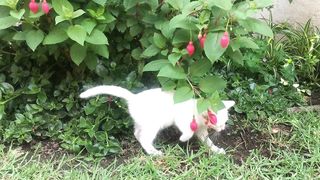Adorable White Kitten Playing with a Flowering Plant | Cute Cat Fun