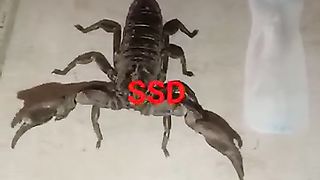 Scorpion ll black