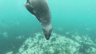 Close-Up: Sea Lion Swimming Underwater | Graceful Marine Beauty