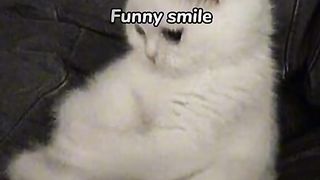 I love cat's ????