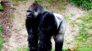 Gorilla Enjoying a Carrot | Unexpected Delight