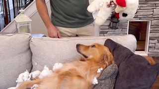 I really need to get my dog a prepaid card. 
