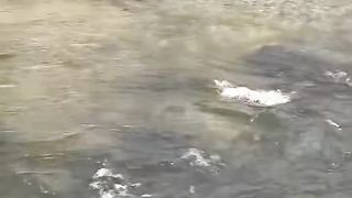 Elder Man Saved Drowning Young Girl!