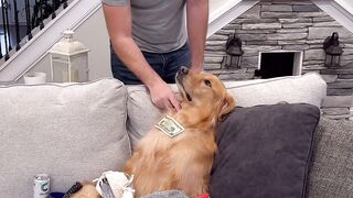 My dog stole my truck and bought toys!