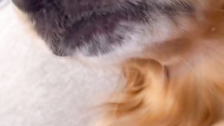 My dog helped me stick to my diet!