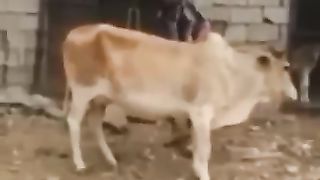 انه مظحك شاهد لتضحك????