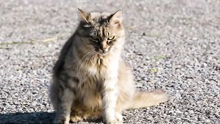 Information about cats and how to deal with and care for them