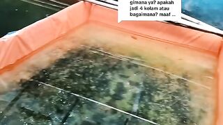 Begini cara memposisikan ikan lele setelah di SORTIR❗
