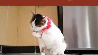Some information about cats and how to deal with them