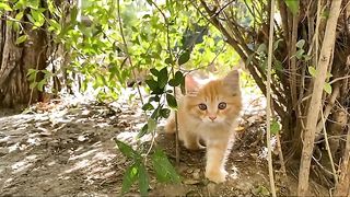 Information about cats and how to deal with and care for them