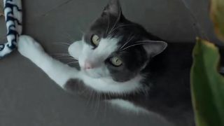 About Catain