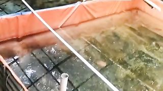 Air kolam HIJAU itu ada yang dengan sentuhan ada yang tanpa sentuhan sesuatu