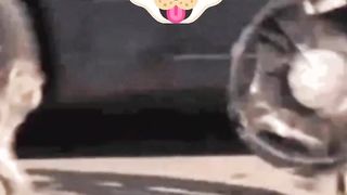 Monkey steals the wheel cap. Hahahahahahahaha.