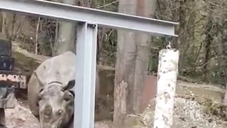01 #shorts Amazing facts about Rhino @Intefoloshorts.