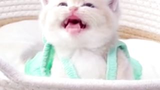 Cute wao????