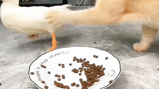 Pet's friend
