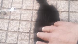 Nice cat