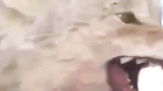 Combat d'animaux sauvages, attaque d'animaux.