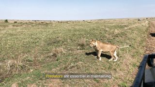 Nature's Predators_ A Wildlife Documentary Copy.