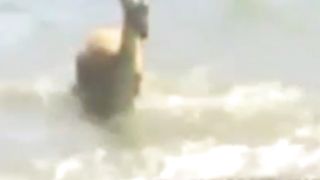 Crocodiles Catch whole herd of migrating Gazelle .