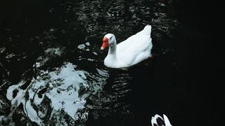 Patos