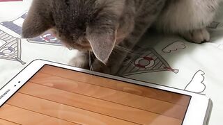 Rat game for cat