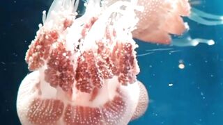 Aquatic Melodies: Mesmerizing Fish and Harmonious Covers
