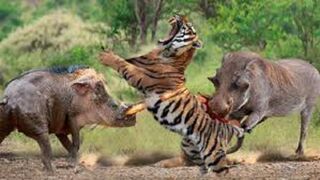 Tiger hunting Huge Male Wild Boar.