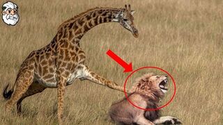 Surprise ! La girafe tue les lions.Quels animaux peuvent rivaliser avec les lions ?