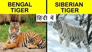 Siberian tiger vs Bengal tiger .
