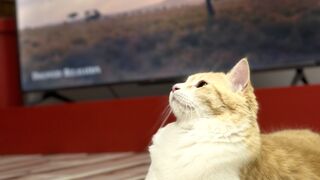 Cat playing