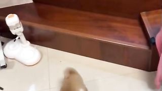طعامي