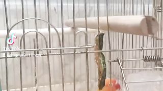 الجمال اطبيعي