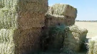 Rhodes grass