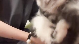 Cute pet