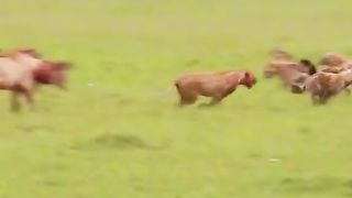 A group of hyenas vs a group of lions