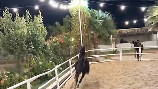 Horse videos