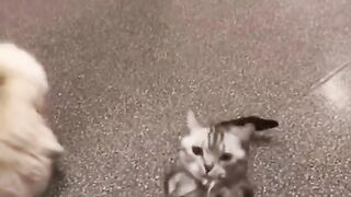 Looks the cat