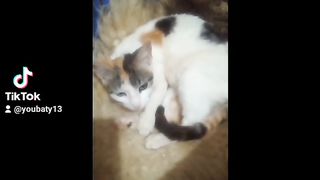 قطتي و هي مستائة من شئ لا يضهر