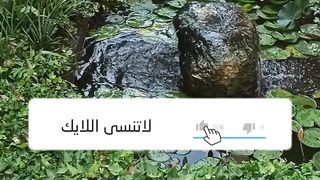 تم صناعة بركة سمك