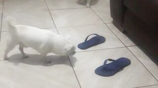 Cachorros polares