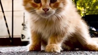 Pet Serenade: Heartwarming Moments & Harmonious Covers, back to december (cover)